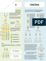 4 Dihybrid - Linked