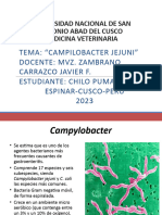 Campilobacter Jejuni