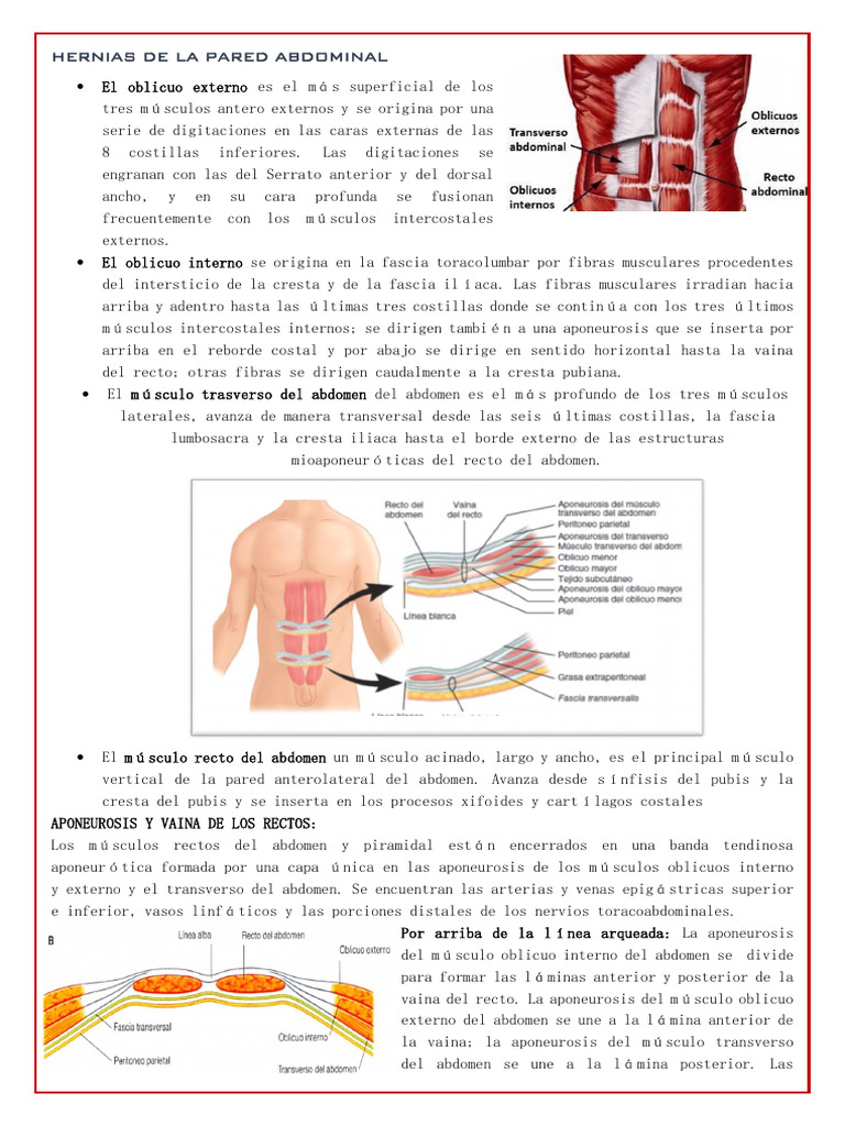 Hernias de La Pared Abdominal | PDF | Abdomen | Sistema musculoesquelético