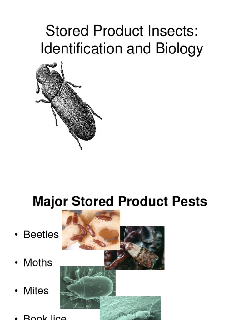 Stored Product Insects: Identification and Biology | PDF