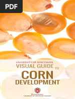 Corn Growth Stages: Days & GDUs Guide | PDF | Seed | Maize