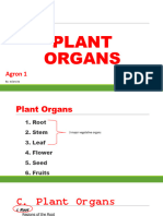 Lecture 3 Plant Organs