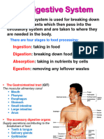 4-The Digestive System P