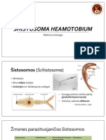 S Haematobium