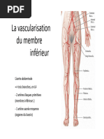 9 - Triangle de Scarpa | PDF | Jambe humaine | Anatomie