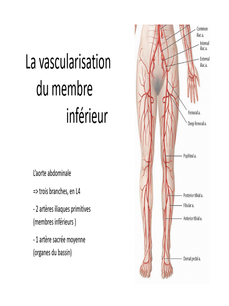 2B21-22 - Cours 1a - Vascularisation MI | PDF | Pied | Jambe humaine