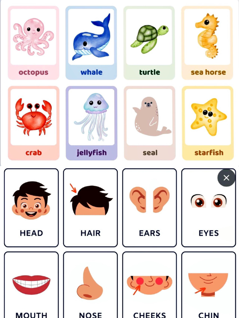 Flashcards | PDF