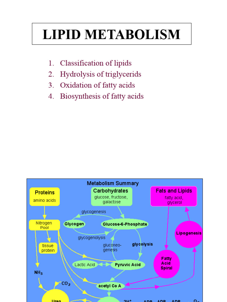 Lipid Metabolism: Fatty Acid Pathways | PDF | Lipid | Metabolism