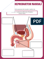 Aparell Reproductor Masculí I Femení