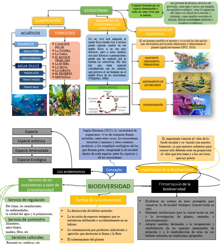 Organizador Visual Ecología y RR - NN | PDF | Biodiversidad | Ecosistema