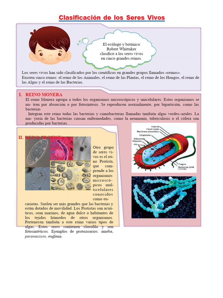 Clasificacion De Los Seres Vivos Pdf Plantas Algas
