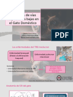 PatologÃ - As de Vã - As Respiratorias Bajas en El Gato
