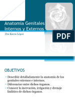 Anatomía Genitales Internos y Externos TOTAL