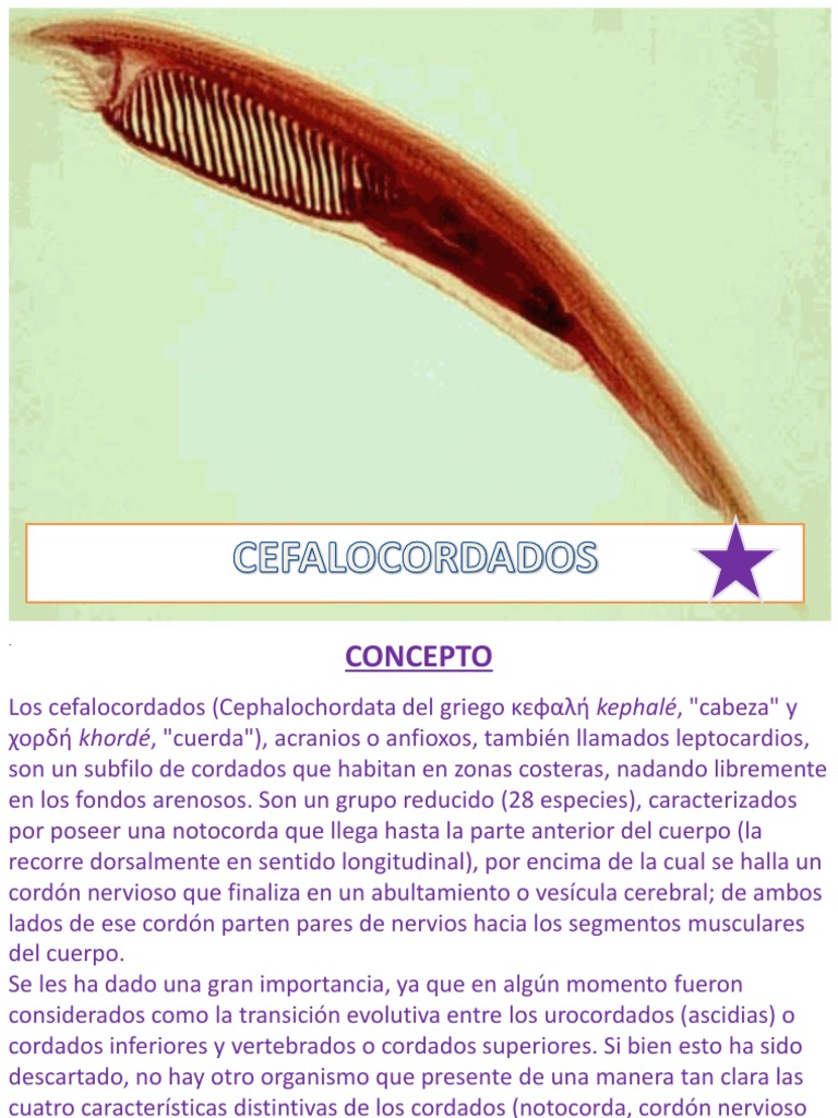 CEFALOCORDADOS | Anatomía | Zoología