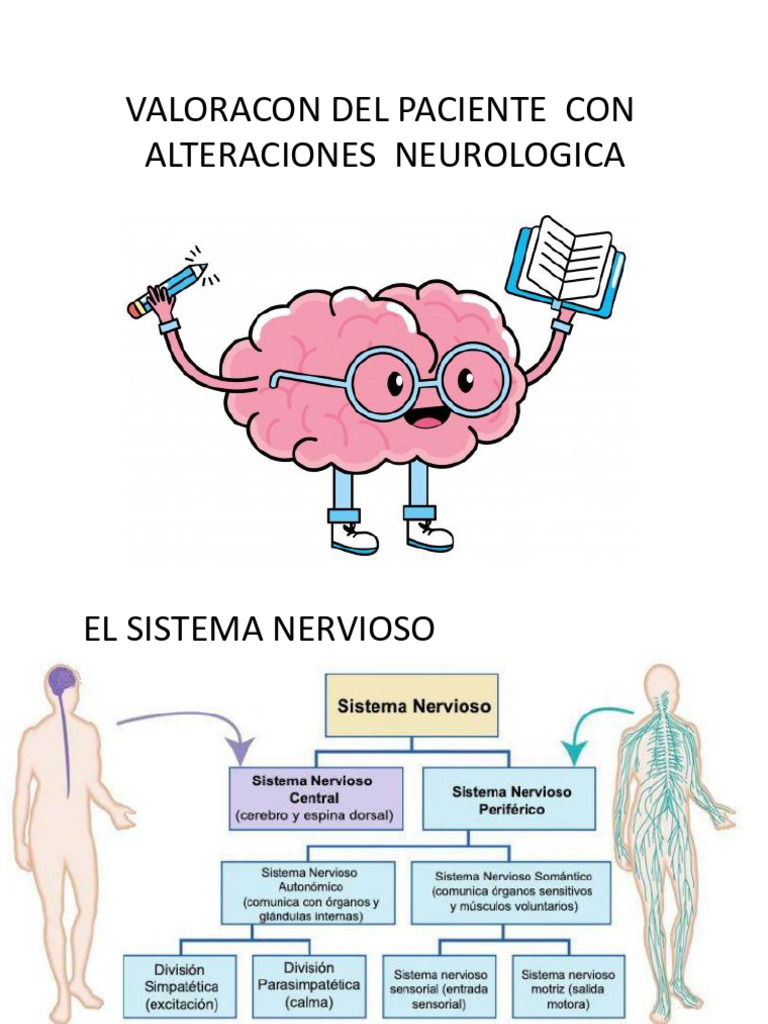 Valoracion Del Sistema Nervioso - 115010 | PDF | Sistema nervioso