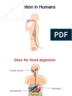 Nutrition in Humans