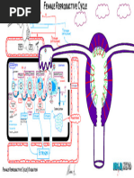 Endocrine Physiology) 21. Female Reproductive Cycle - Ovulation - Key