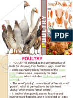 Foodscience Poultry 171101185821