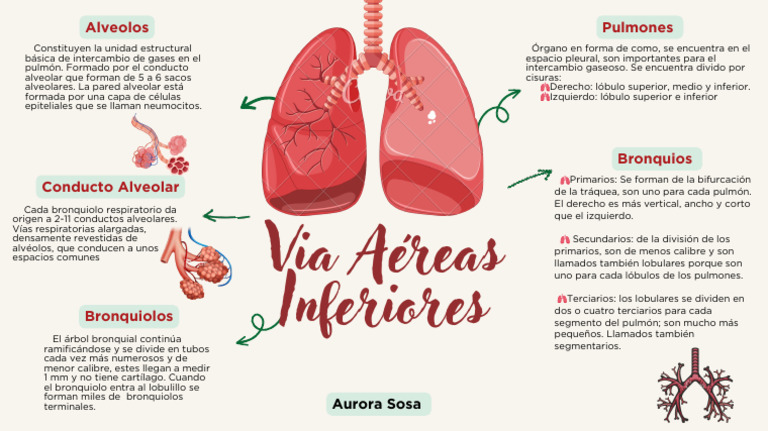 Modelo De Pulmones Para Enseñanza - Juego Educativo Del Sistema Respiratorio Para Niños Y Estudiantes - Herramienta De Aprendizaje Práctico