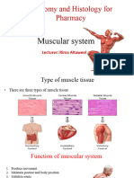 Muscular System