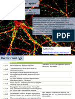 6.5 Neurons and Synapses