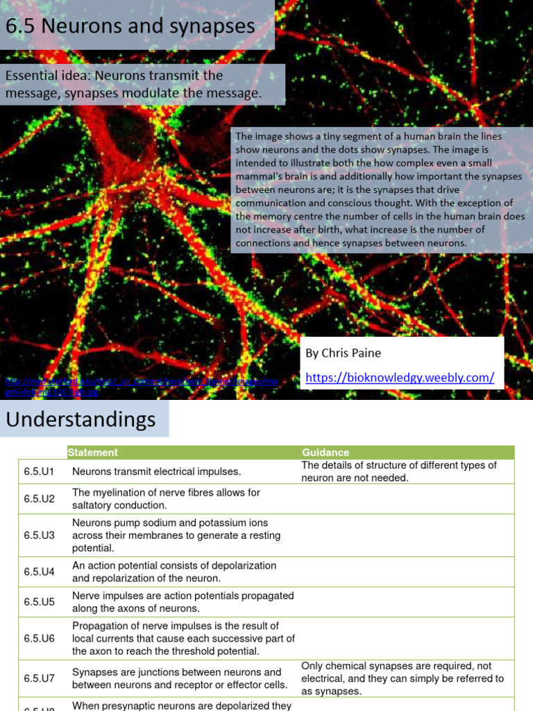 6.5 Neurons and Synapses | PDF | Action Potential | Neuron