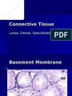 Connective Tissue Lecture1
