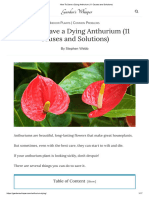How To Save A Dying Anthurium (11 Causes and Solutions)