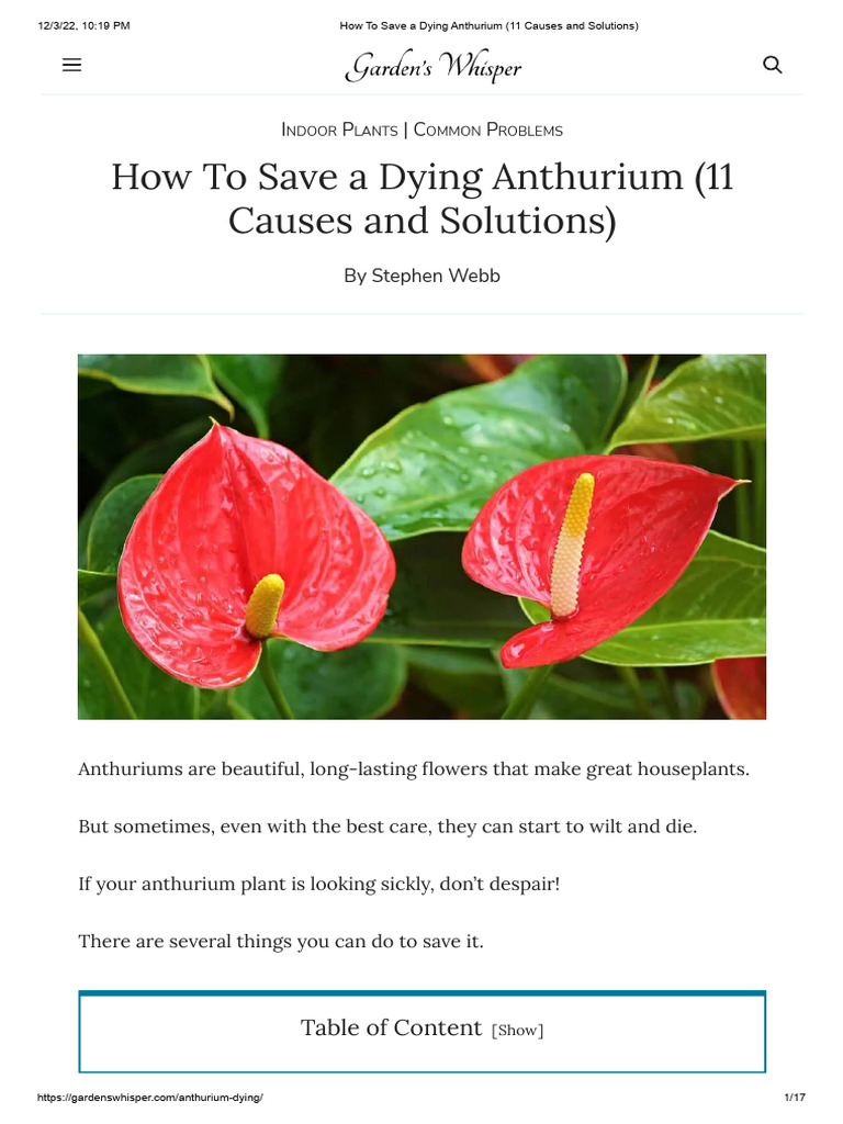 How To Save A Dying Anthurium (11 Causes and Solutions) PDF Pest