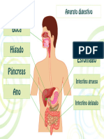 CAS-CCNN.01.2.S.14.B. Infografía Sistema Digestivo RD