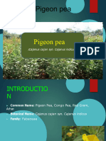 Lecture 7 - 605-Pigeon - Pea