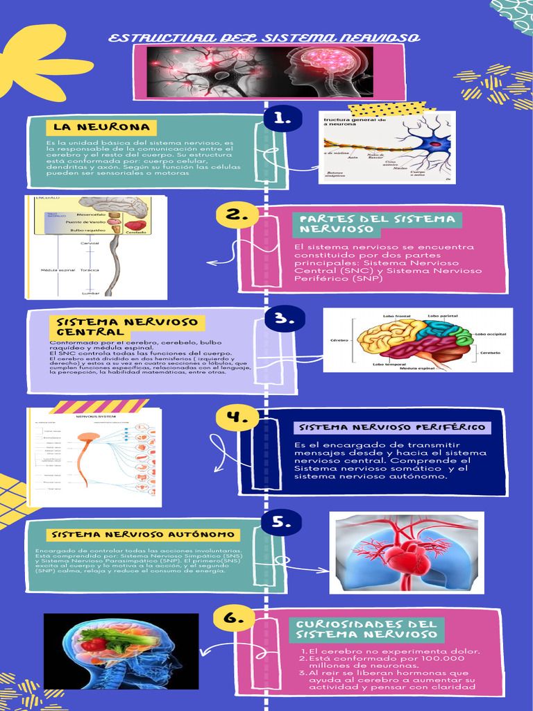 Estructura y Funciones del Sistema Nervioso | PDF | Sistema nervioso ...