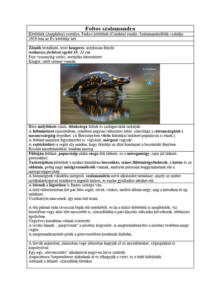 Foltos Szalamandra | PDF