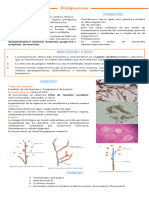 Feohifomicosis