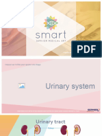 Urinary System