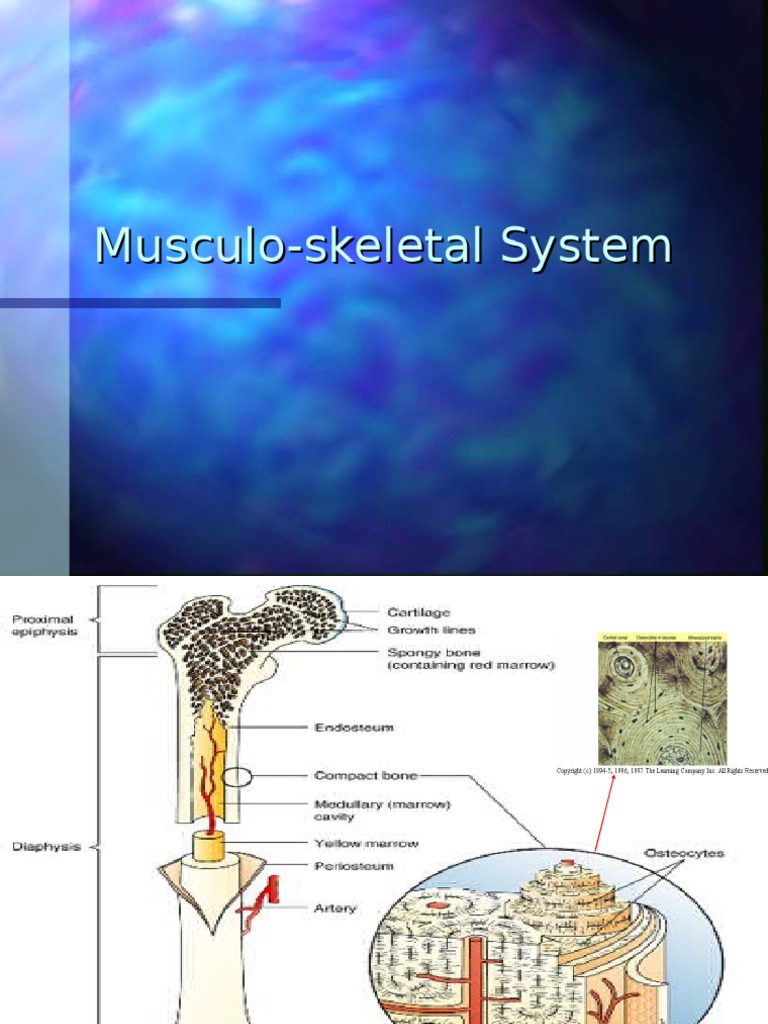 Musculoskeletal System Overview and Disorders | PDF | Human ...