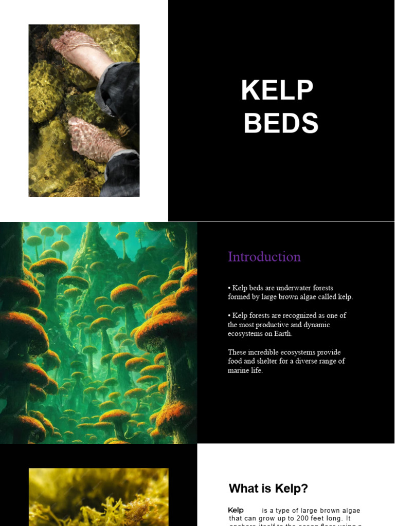 5th Kelp Beds PDF Conservation Biology Oceans