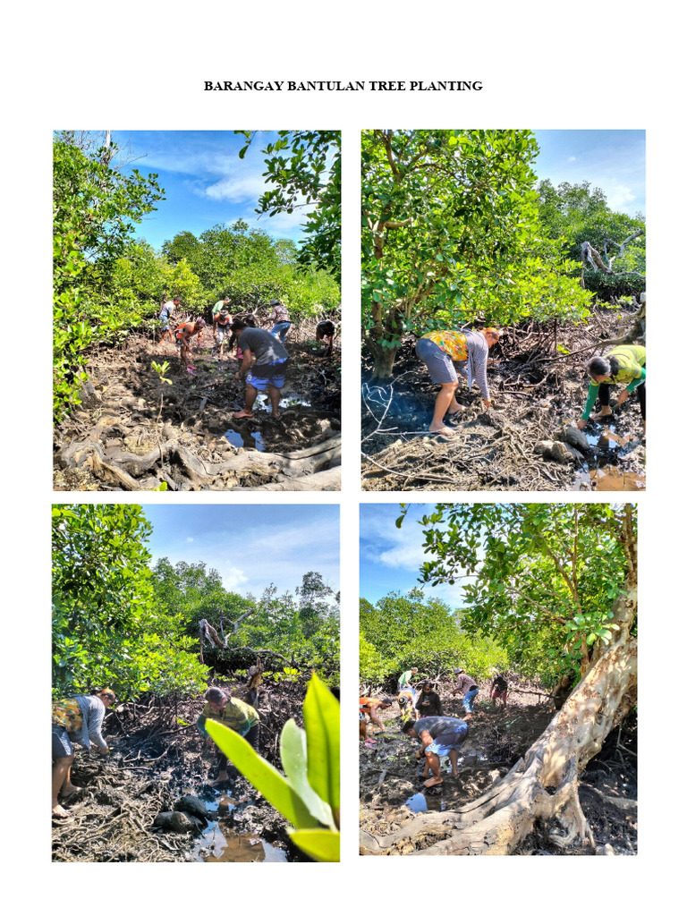 Barangay Certificate Of Tree Planting Sexiezpicz Web Porn