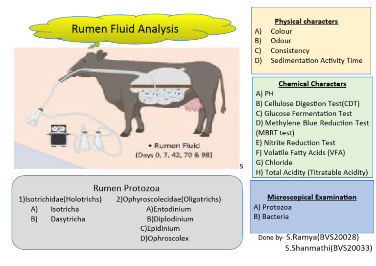 Rumen Fluid Analysis | PDF