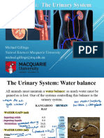L10 Urinary and Cardiovascular Systems