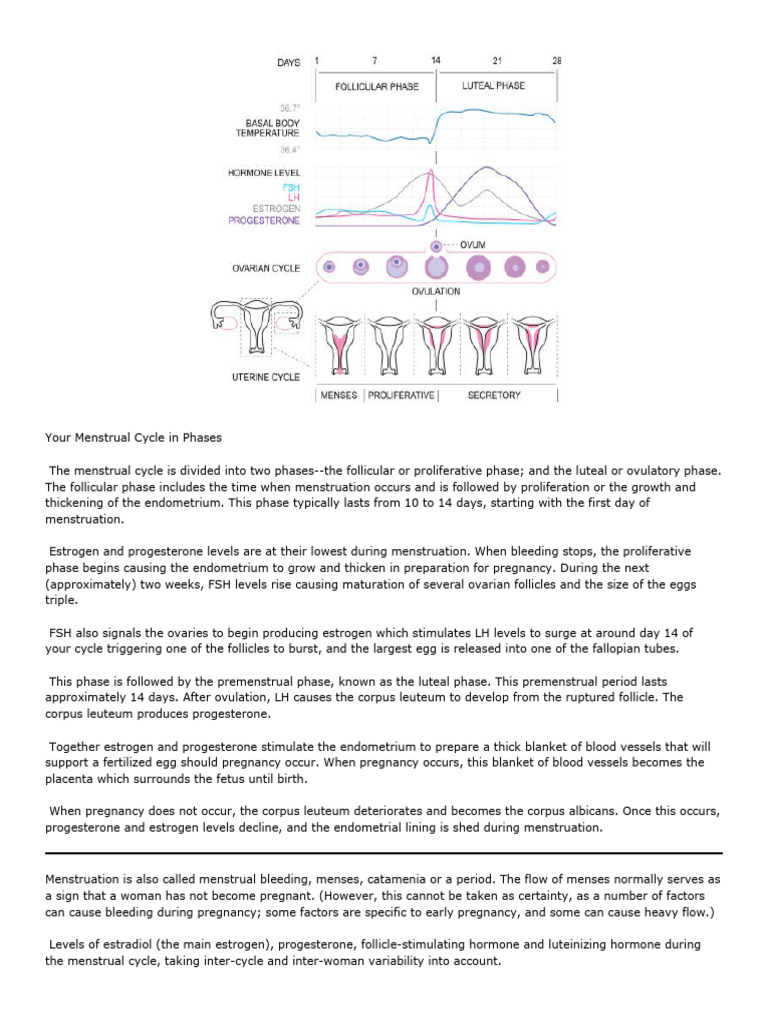 Menstrual Cycle Phases | PDF | Menstrual Cycle | Anatomy