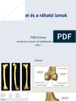 Térdizulet Pálfi