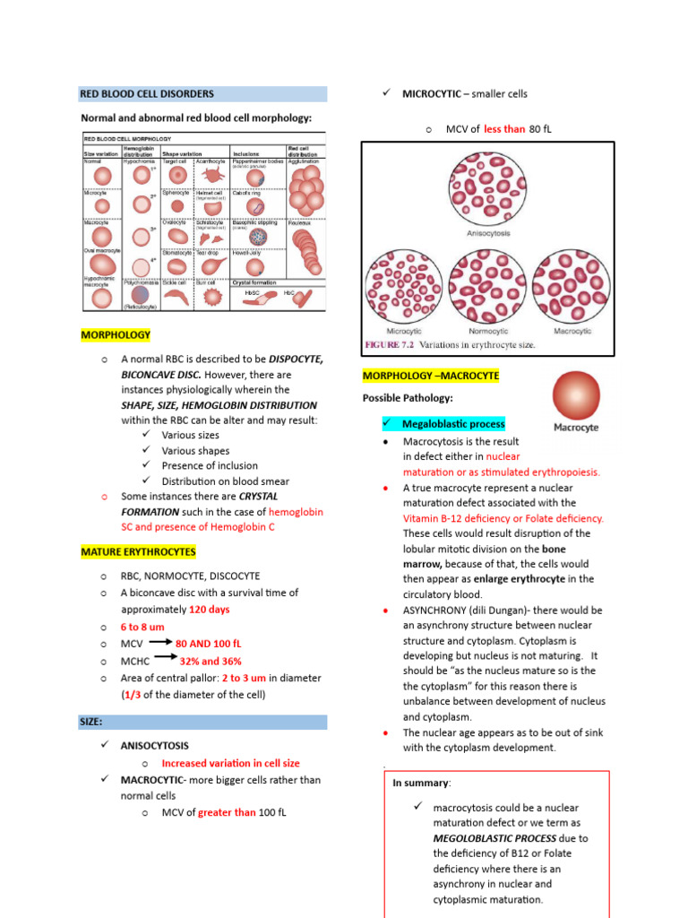 Red Blood Cell Morphology and Disorders | PDF | Anemia | Red Blood Cell