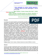 Lipoma Infiltrativo en Canino Geriátrico