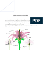 Botanica PDF