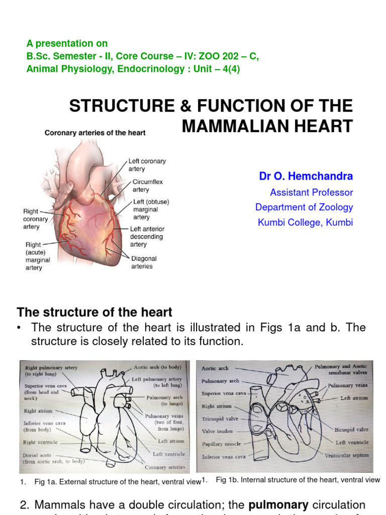 Unit 4 (4) STRUCTURE & FUNCTION OF THE MAMMALIAN HEART | PDF | Heart ...