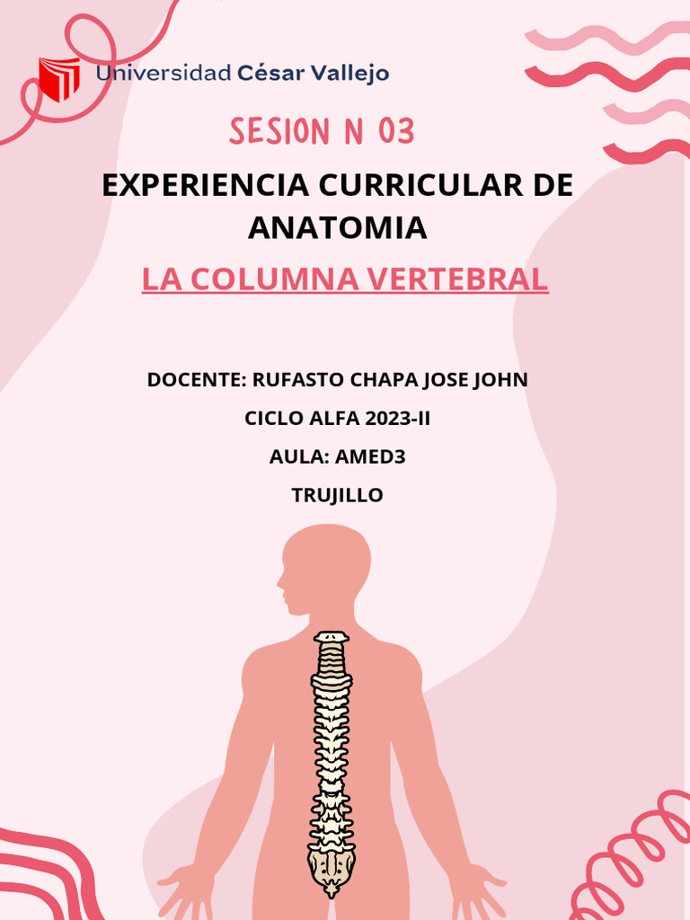 Anatomía de la Columna Vertebral | PDF | Vértebra | La columna vertebral