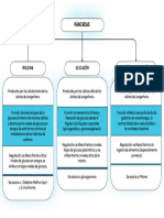 Esquema de Hormonas Pancreáticas