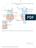 Anatomy of The Thyroid and Parathyroid Glands