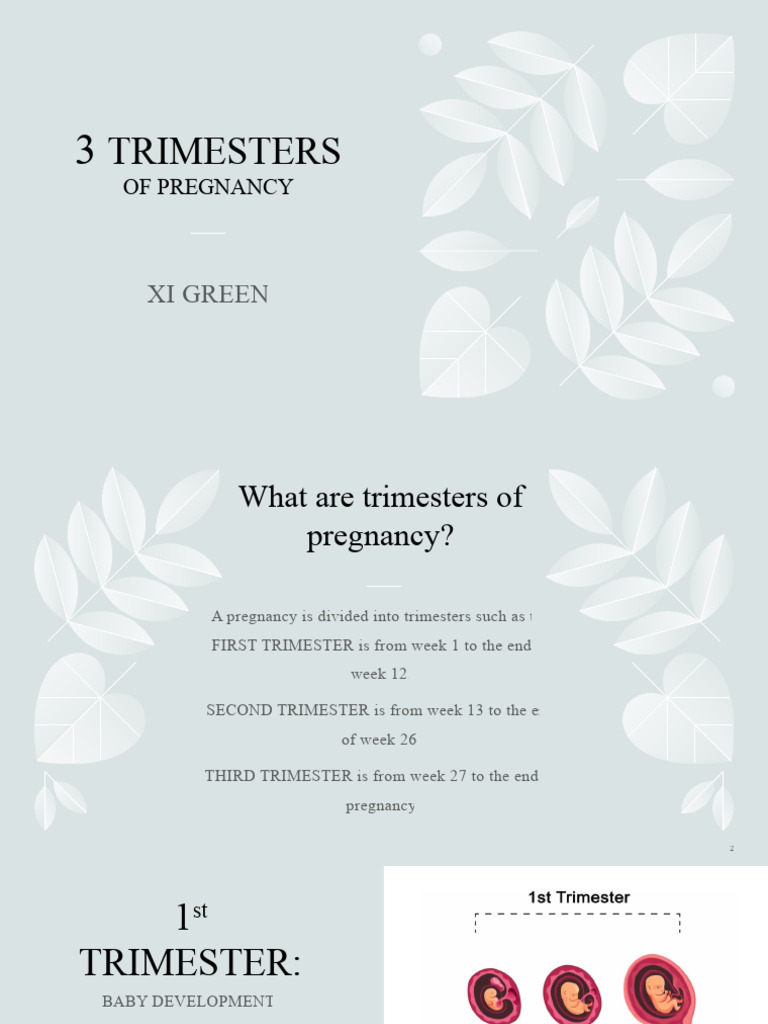 3 Trimesters PDF Pregnancy Fetus